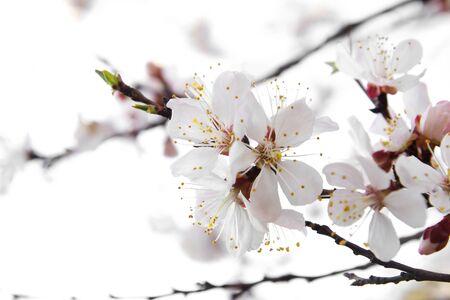 Blossoming tree on a white background