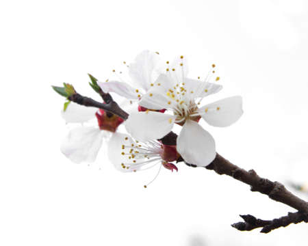 Blossoming tree on a white backgroundの写真素材
