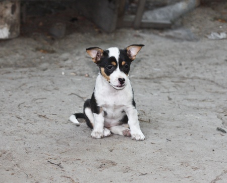 Puppy sitting on concreteの写真素材