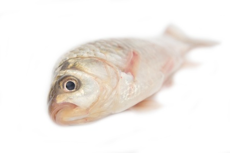 crucian carp on white background の写真素材