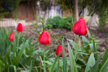 Beautiful red tulips on the natureの写真素材