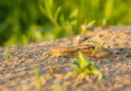Snail on the nature in the evening. macroの写真素材