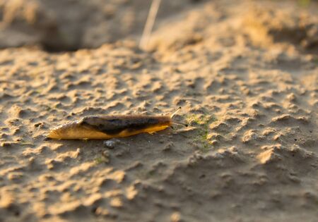 Snail on the nature in the evening. macroの写真素材