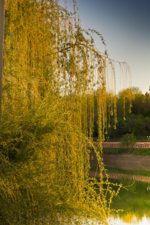 Blossoming willow over lake in beams of the evening sunの写真素材