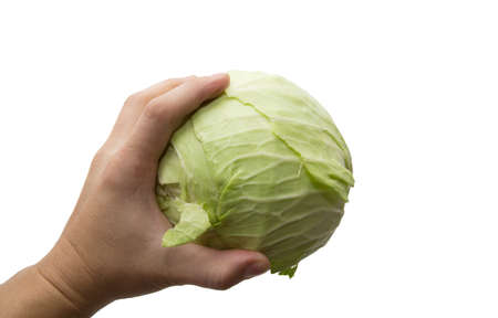 Cabbage in a hand on a white backgroundの写真素材
