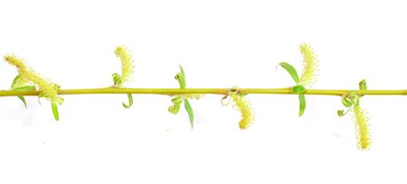 blooming on the white willowの写真素材