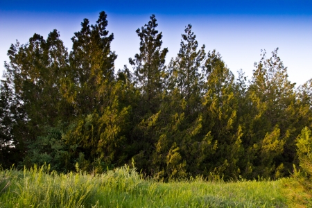 Beautiful coniferous trees in evening beams of the sun