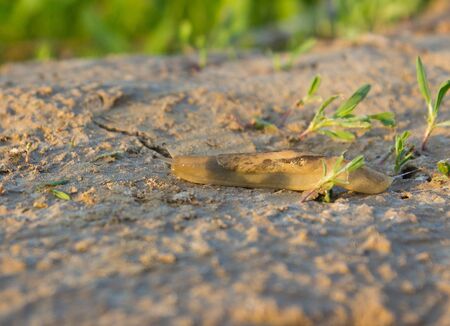 Snail on the nature in the evening. macro