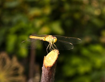 Dragonfly on the nature, macroの写真素材
