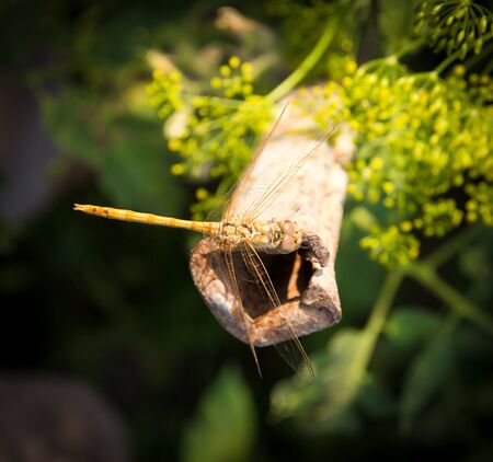 Dragonfly , macroの写真素材