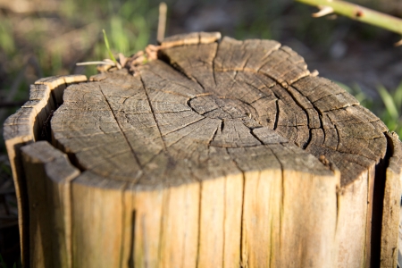 a wooden stump in the background