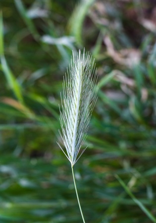 Green grass bush in the backgroundの写真素材