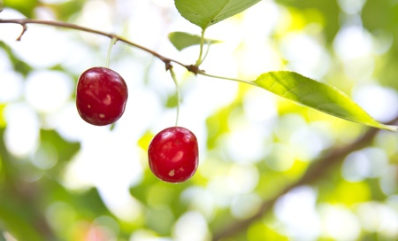 red cherries on the treeの写真素材