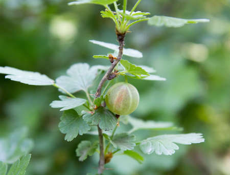 gooseberries in natureの写真素材