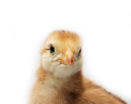 a little chicken on a white backgroundの写真素材