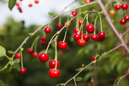 red cherries on the tree