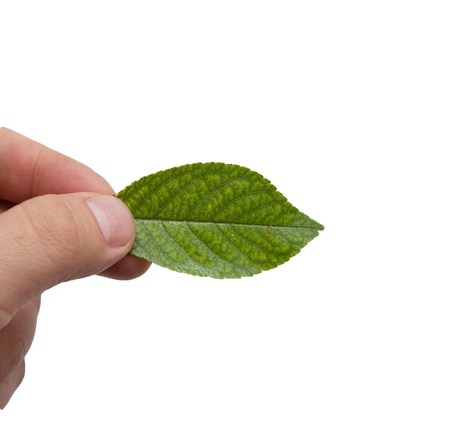 leaf from a tree in his hand on a white backgroundの写真素材