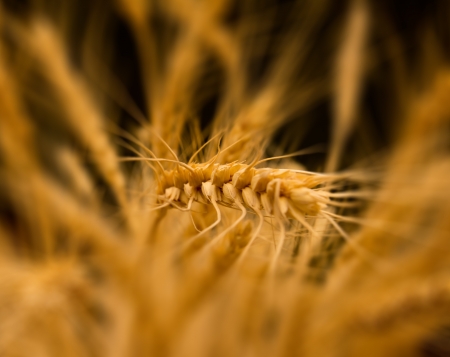 ears of ripe wheat on a black background の写真素材