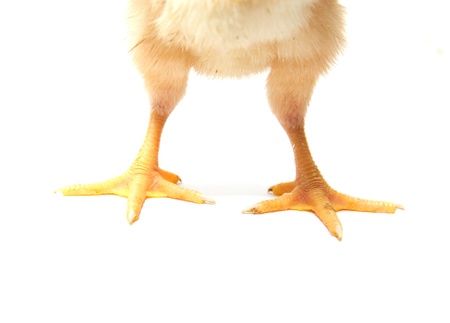 small chicken legs on a white backgroundの写真素材