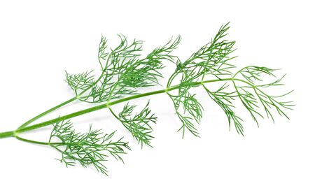 dill on white backgroundの写真素材