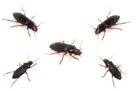 insect dung beetle isolated on white の写真素材