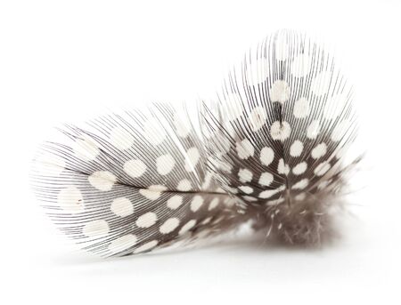 feather of a bird on a white backgroundの写真素材