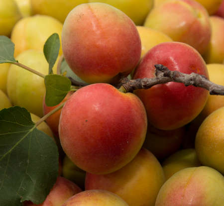 apricot as a backgroundの写真素材