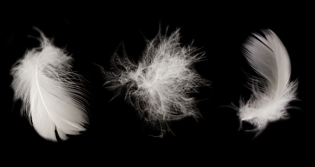feather on the black background の写真素材