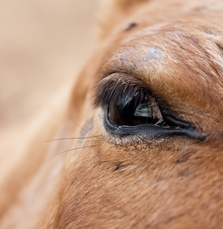 eye horseの写真素材