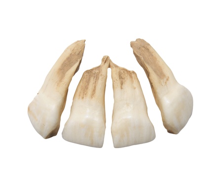 Horse teeth on a white backgroundの写真素材