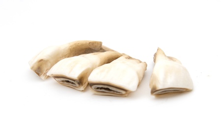 Horse teeth on a white backgroundの写真素材