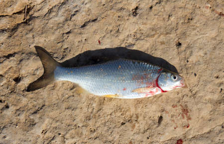 fresh fish on a clay soilの写真素材