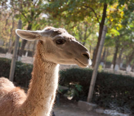 Portrait of llamas at the zooの写真素材