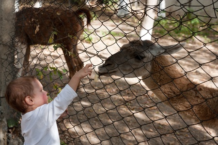 the boy feeding the deerの写真素材
