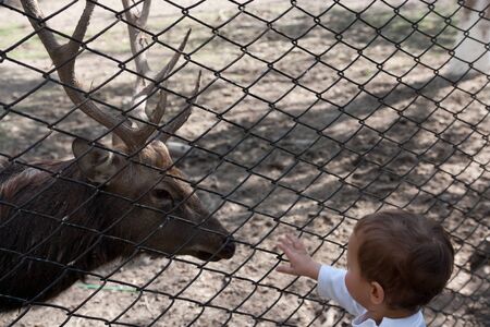 the boy feeding the deerの写真素材