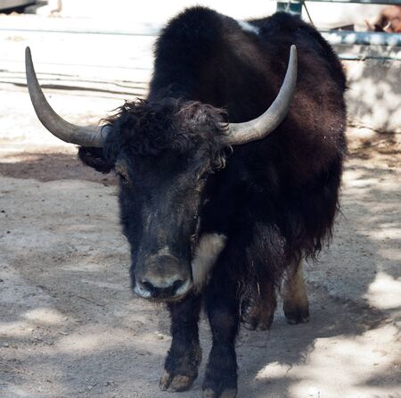 bison at the zooの写真素材
