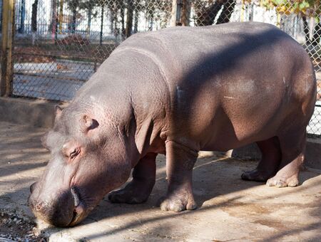 hippopotamus at the zoo