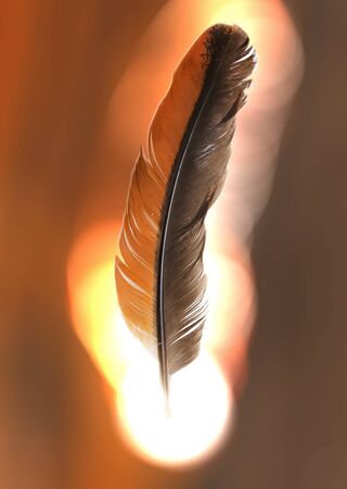 orange feathers on a white backgroundの写真素材