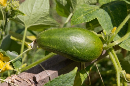 cucumber in natureの写真素材