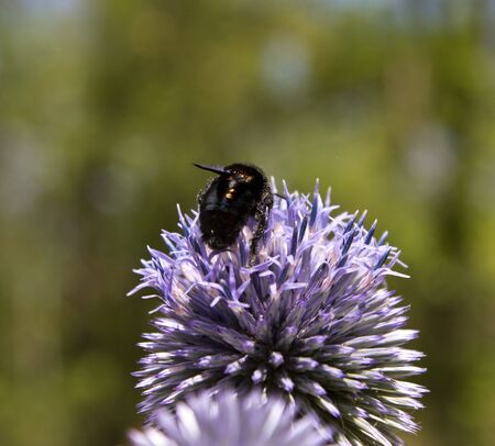 fly on a blue flower