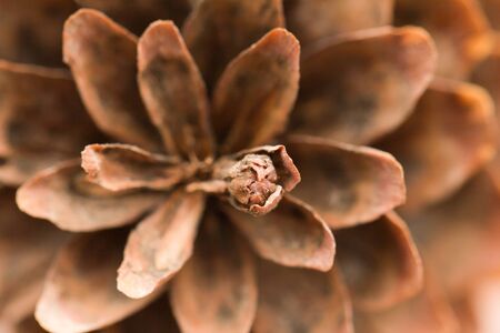 pine cones. macroの写真素材