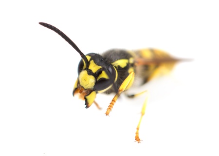 wasp on a white background. macroの写真素材