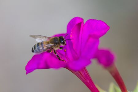 bee on a pink flower. macroの写真素材