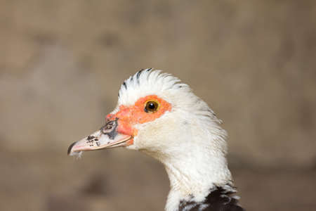 portrait of a gooseの写真素材