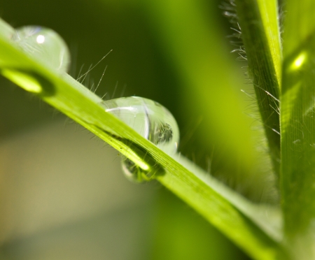 drop of dew on the grass. macroの写真素材