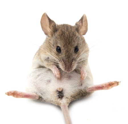 mouse on a white backgroundの写真素材