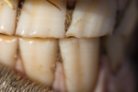 horse's teeth as a background. macroの写真素材