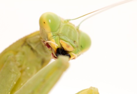 Portrait of a praying mantis on a white background. macro