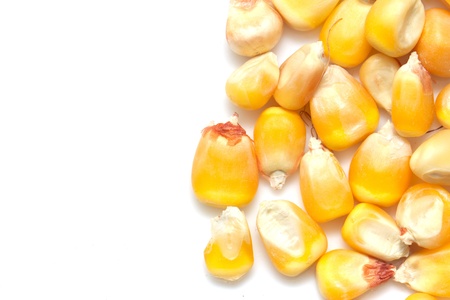 corn on a white background. macro