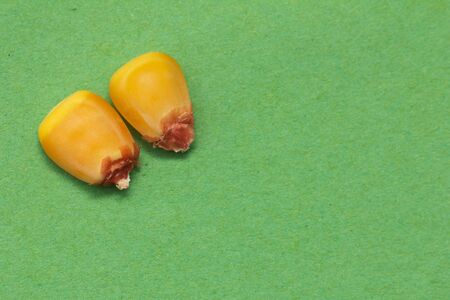 corn on a green background. macro